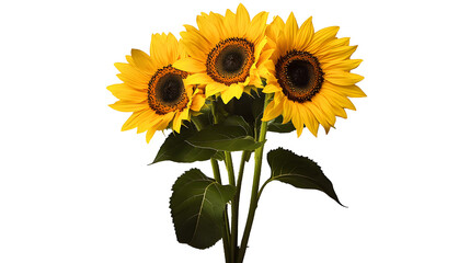 Obraz premium Three yellow sunflowers in a summer bouquet isolated