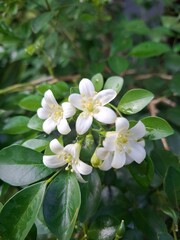 blooming tree