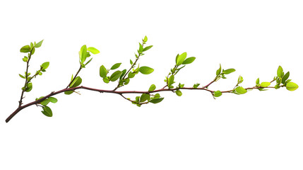 Twigs with small green leaves isolated on white or transparent background