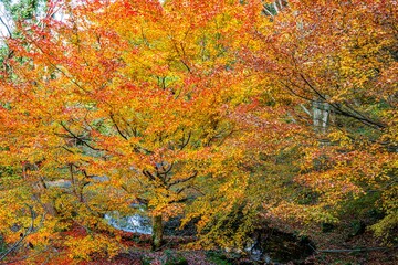 八面山の紅葉