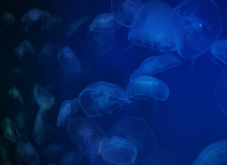 Beautiful jellyfish swim in an aquarium, close up