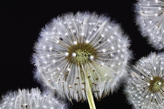 Close up of dandelions with seeds. Dandelion with white background and black dandelion. Close up of dandelion with a flower on a black background. Close up of a dandelion lifestyle with white and.