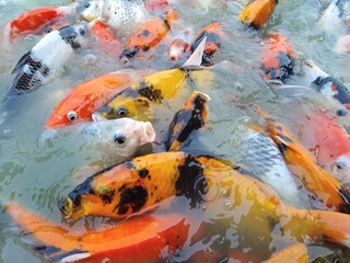 Beautiful yellow black koi fish in the pond fighting for food 