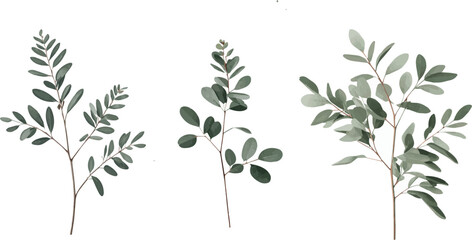 Vector Illustrations of Eucalyptus Branches