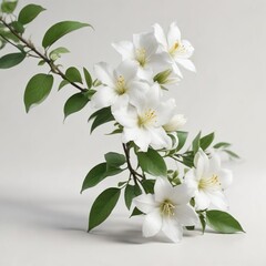 Fototapeta premium Elegant jasmine blooms on a clean white background, background, jasmine, white