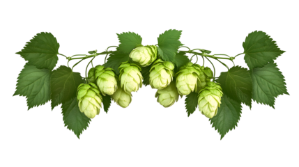 twig of hop isolated on transparent, png. Beer hops ingredient. Branch of fresh hops cones. Hops herb for medicinal herb