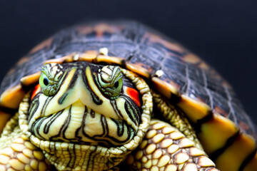 Naklejka premium Close of a tortoise with its eyes open. Close up of a turtle with its head up. Close up of a green brown turtle. Close up of a brown turtle with green head lifestyle.