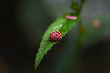 Ladybug on leaf. Macro Nature Photography. lady bug sitting on top of a green leafy plant with lots of leaves.