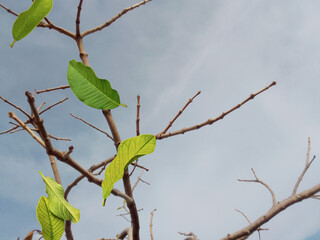 leaves falling from dry tree branches against the background of a bright blue sky during the day. guava trees die in the dry season. the blurry movement of drifting leaves