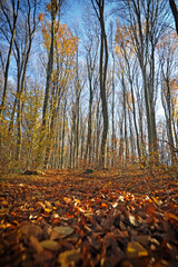 Trees in the autumn forest