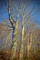 Trees in the autumn forest