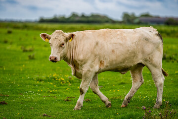 Cattle cow grazing on farmland. Grazing Cows in a Meadow with Grass. Cows Herd on a Grass Field. Mature Cow in a Green Field. Cows Grazing in Natural Pasture. Farm animals. Cows and calves grazing.