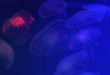 Beautiful jellyfish swim in an aquarium, close up