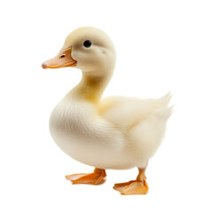 Adorable Fluffy Baby Duck Swimming in Calm Freshwater Pond