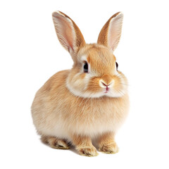Fototapeta premium Adorable Fluffy Bunny Rabbit Sitting in Studio