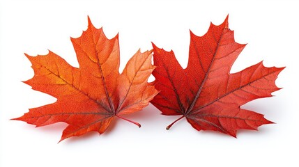 Two vibrant autumn maple leaves, displaying rich orange-red hues, lie on a plain white background, showcasing the fall foliage colors..