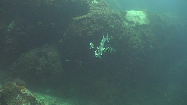 The Talang Queenfish approaches the camera surrounded by six Bannerfish cleaning it. At the last moment, the Queenfish makes a sharp move and disappears from the frame.