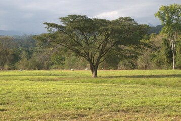 Hermosos paisajes,mucho llano,muchos arboles y grandes plantaciones de caña de azucar.