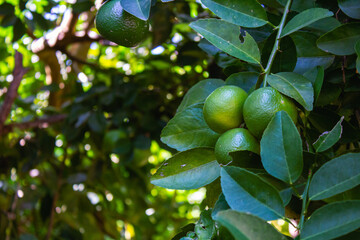 Lemon on the tree