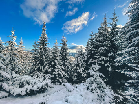 Fresh snow is blanketing tall pine trees in the forest, creating a beautiful winter scene with blue sky and white clouds