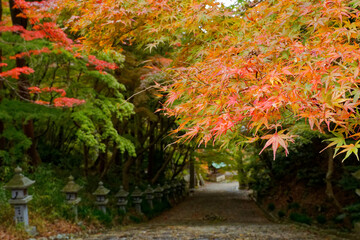 故宮神社参道の紅葉