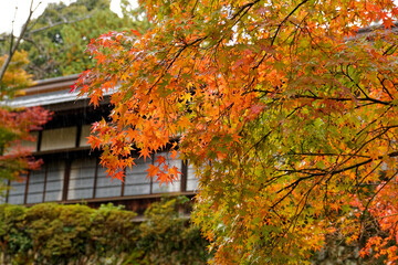 雨の故宮神社の紅葉