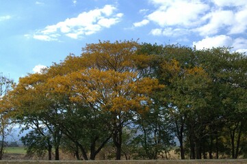 Muchisimas flores silvestres encontramos en el estado Barinas,algunas a las orillas de las carreteras y caminos.