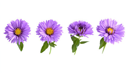 Set of rurple aster flowers isolated