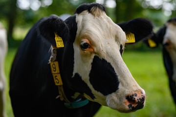 Mature cow. Black and white Holstein cow on meadow. Holstein cows at pasture. Cows on a meadow. Cow Farm. Countryside farm. Cow herd at field.