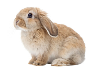 baby rabbit with floppy ears cut out isolated on white background
