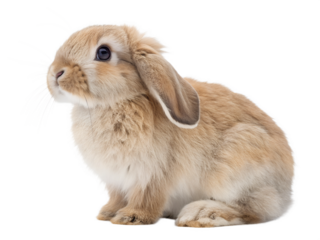 baby rabbit with floppy ears cut out isolated on white background