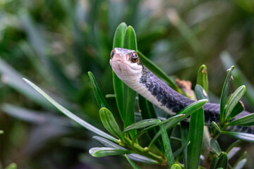Florida Racer in  a Bush