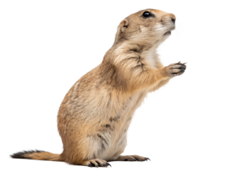 prairie dog cut out isolated on white background