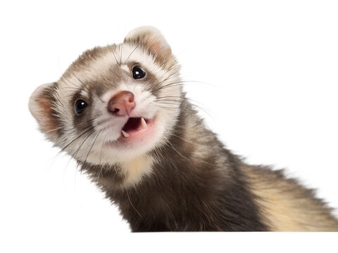 ferret peeking out with a playful expression cut out isolated on white background