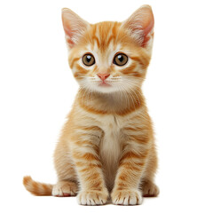 Obraz premium Closeup Portrait of Adorable Ginger Tabby Kitten Sitting on White Background