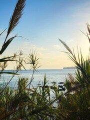 the ocean framed by plants at sundown