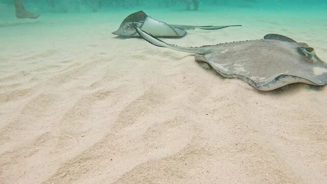 Southern stingray, dasyatis americana, lies partially buried in the white sand of the caribbean sea floor