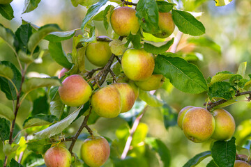 Red ripe juicy apples on a branch in the garden. Apple orchard. Apple trees. Rural garden. Ripe red apples on a tree. Apple on tree in the garden.