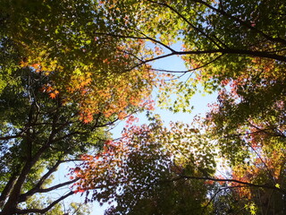 秋晴れの空の下で光差し込む光景（日本）

