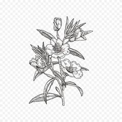 Hand drawn spring flowers illustration. floral illustration