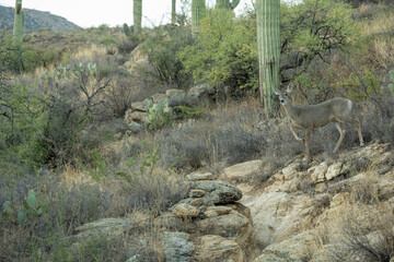 Deer Pauses To Cross Trail In Saguaro