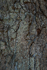 Wood texture background. Wood backdrop. Surface with wood for background. Brown wood texture background. Wooden background.