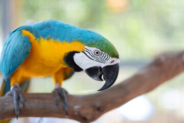 closeup parrot with blur background, nature bird, macaw