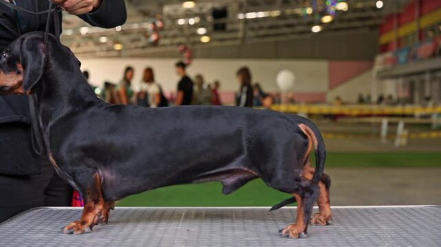 Dog show handler holds dachshund dog on leash, prepares for performance, trains endurance, teases with food in hand quickly cleans up checks reaction Participants are waiting for start behind barrier 