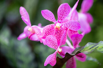 Beautiful pink orchids in the garden. Selective focus.