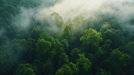 Obraz premium Forest canopy with visible sunlight and vapor, representing the ecosystem s natural energy cycle