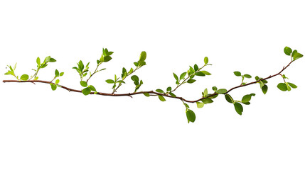 Twigs with small green leaves isolated on white or transparent background