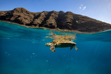 An over under shot of a green sea turtle with reef fish and a mountain in Hawaii