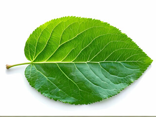 Obraz premium green leaf isolated on white