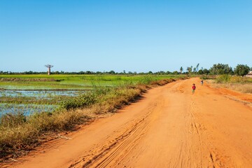 Obraz premium Dirt Road Through Rural Landscape with Baobab Tree, Madagascar